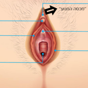 דגדגן